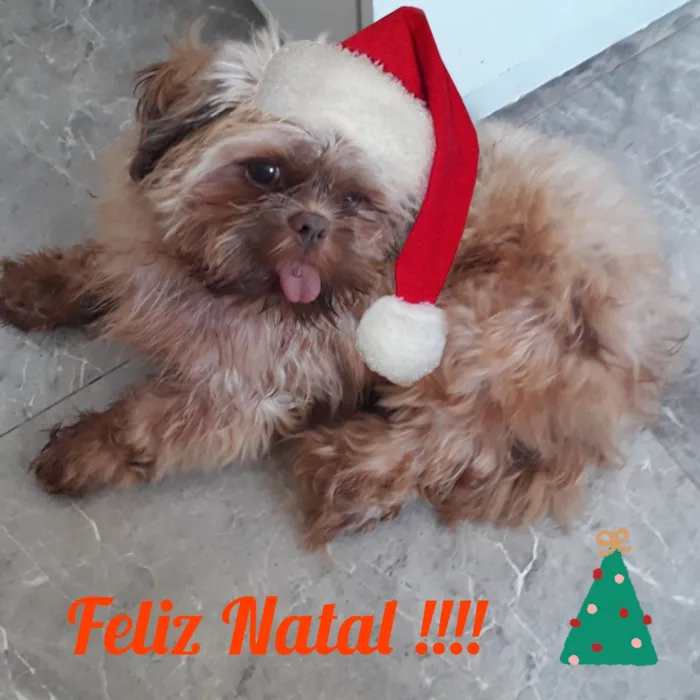 Cachorro ra a Ilhada Apso idade 1 ano nome NICK