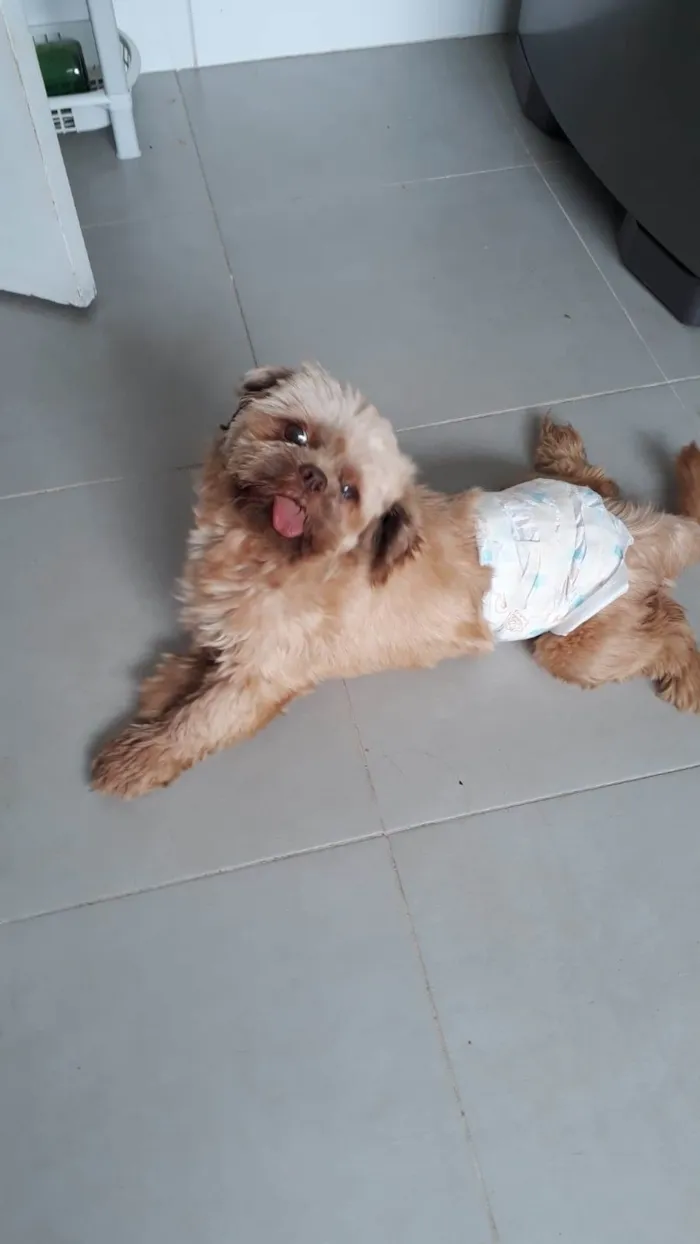 Cachorro ra a Ilhada Apso idade 1 ano nome NICK