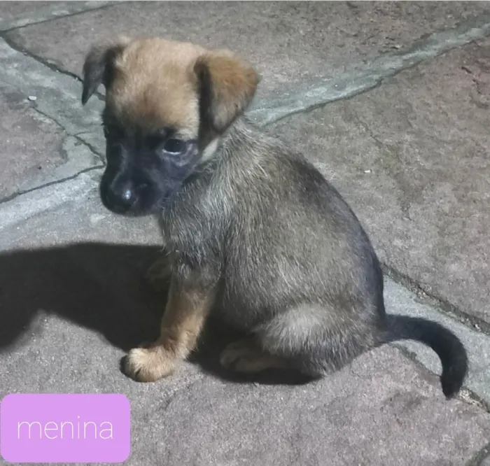 Cachorro ra a Srd idade Abaixo de 2 meses nome Fifi e Bob