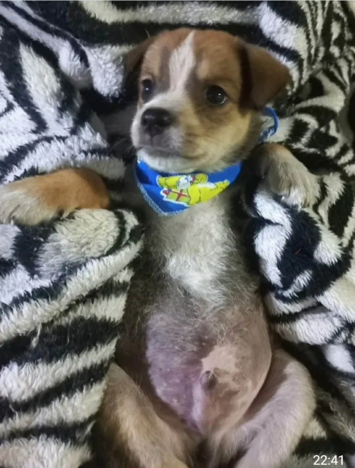 Cachorro ra a Srd idade Abaixo de 2 meses nome Fifi e Bob