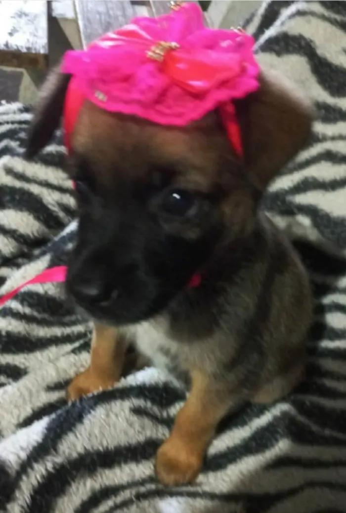 Cachorro ra a Srd idade Abaixo de 2 meses nome Fifi e Bob