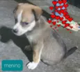 Fifi e Bob