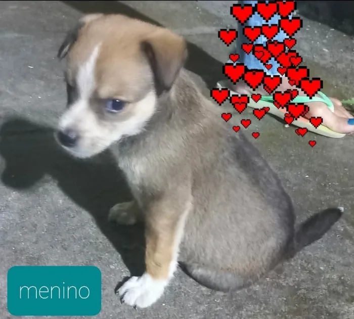 Cachorro ra a Srd idade Abaixo de 2 meses nome Fifi e Bob