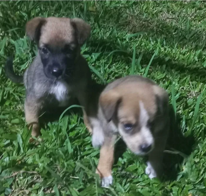 Cachorro ra a Srd idade Abaixo de 2 meses nome Fifi e Bob