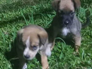Cachorro raça Srd idade Abaixo de 2 meses nome Fifi e Bob