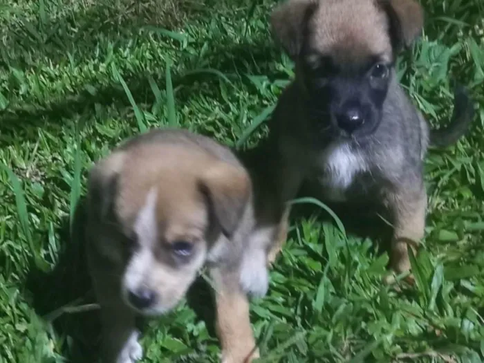 Cachorro ra a Srd idade Abaixo de 2 meses nome Fifi e Bob