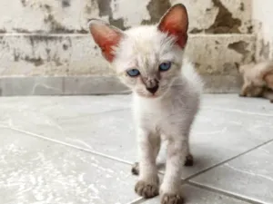 Gato raça SRD-ViraLata idade Abaixo de 2 meses nome Faceira