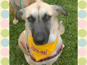 Cachorro raça SRD-ViraLata idade 1 ano nome MILKA