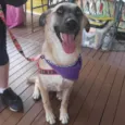 MILKA