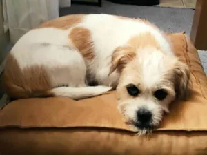 Cachorro raça Srd idade 1 ano nome LUPITA