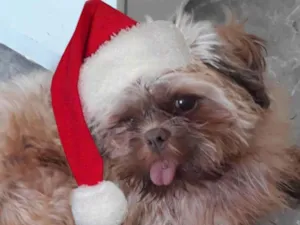 Cachorro raça Ilhada Apso idade 1 ano nome NICK