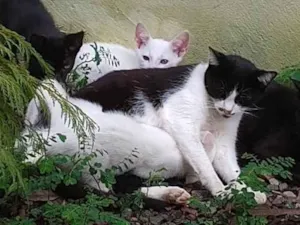 Gato raça SRD idade 2 a 6 meses nome Sem nome