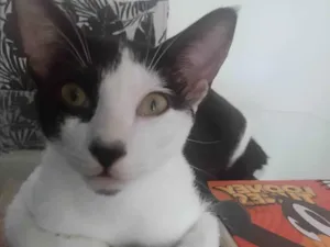 Gato raça SRD-ViraLata idade 2 a 6 meses nome Tadeu