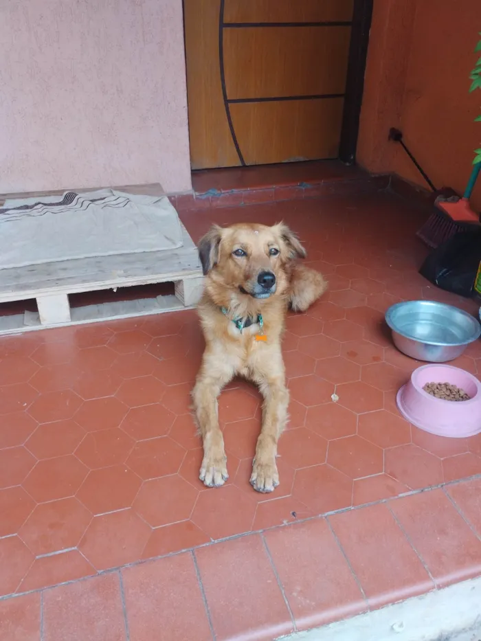 Cachorro ra a SRD idade 5 anos nome Madonna 