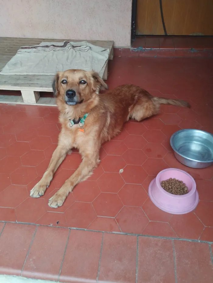 Cachorro ra a SRD idade 5 anos nome Madonna 