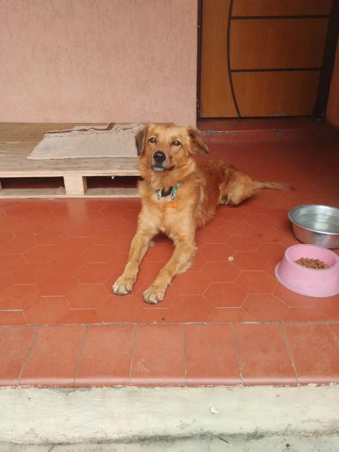 Cachorro ra a SRD idade 5 anos nome Madonna 