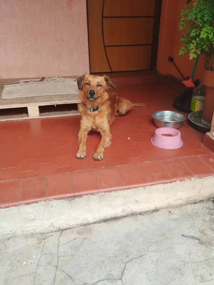 Cachorro ra a SRD idade 5 anos nome Madonna 