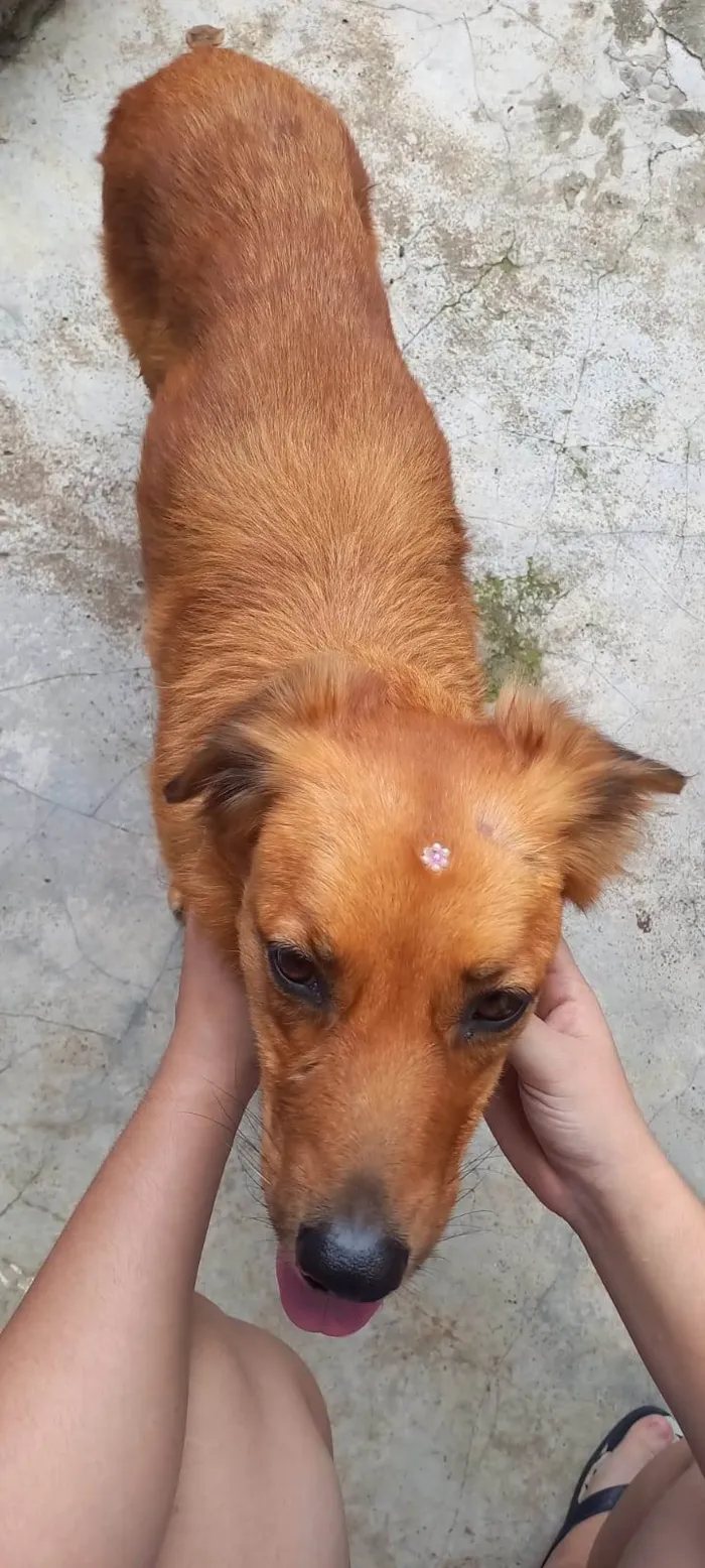 Cachorro ra a SRD idade 5 anos nome Madonna 
