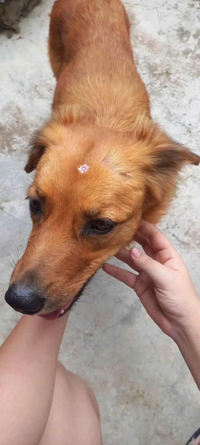 Cachorro ra a SRD idade 5 anos nome Madonna 
