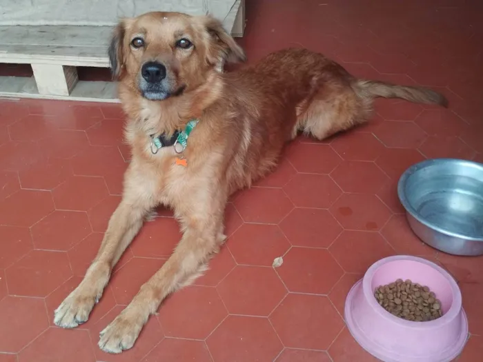 Cachorro ra a SRD idade 5 anos nome Madonna 