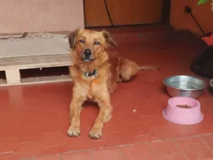 Cachorro raça SRD idade 5 anos nome Madonna 