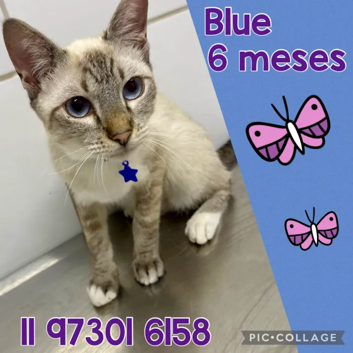 Gato ra a Srd idade 2 a 6 meses nome Blue