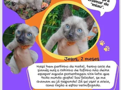 Gato raça Siamês idade Abaixo de 2 meses nome Jesus