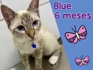 Gato raça Srd idade 2 a 6 meses nome Blue