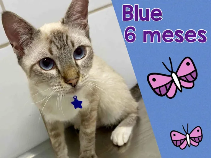 Gato ra a Srd idade 2 a 6 meses nome Blue