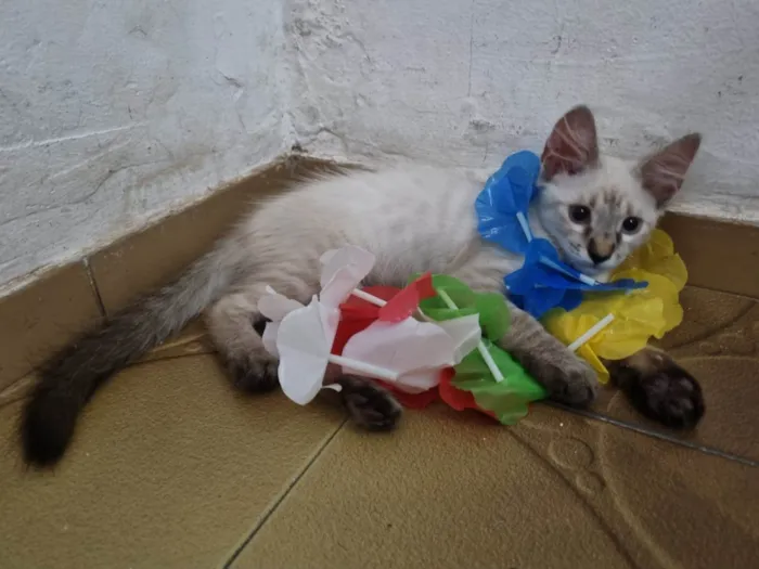 Gato ra a Srd idade 2 a 6 meses nome Duquesa
