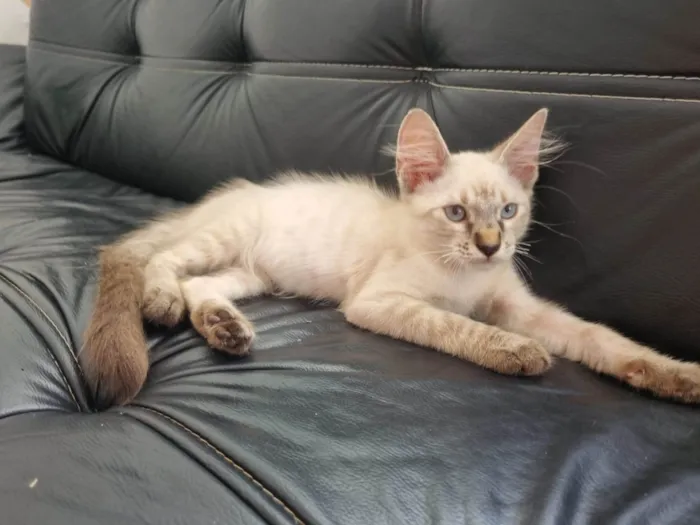 Gato ra a Srd idade 2 a 6 meses nome Duquesa