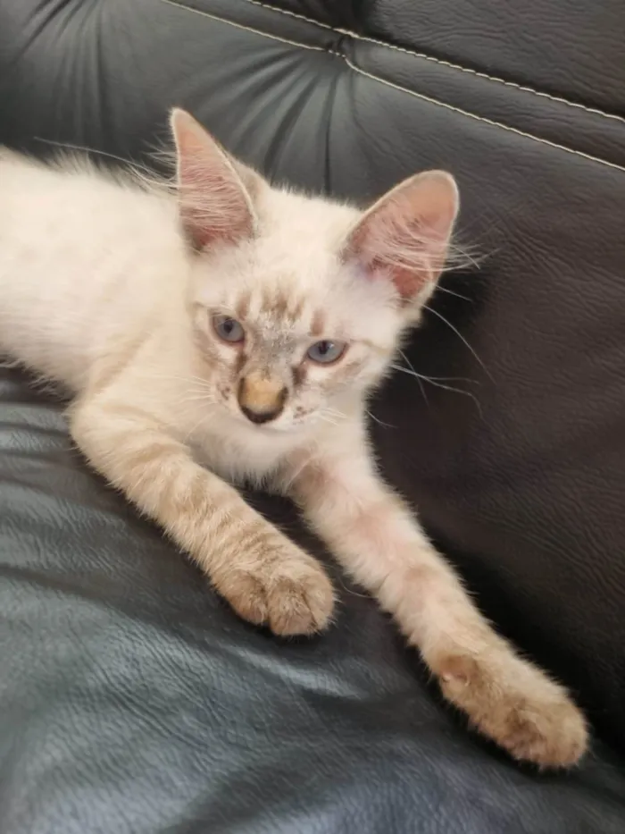 Gato ra a Srd idade 2 a 6 meses nome Duquesa