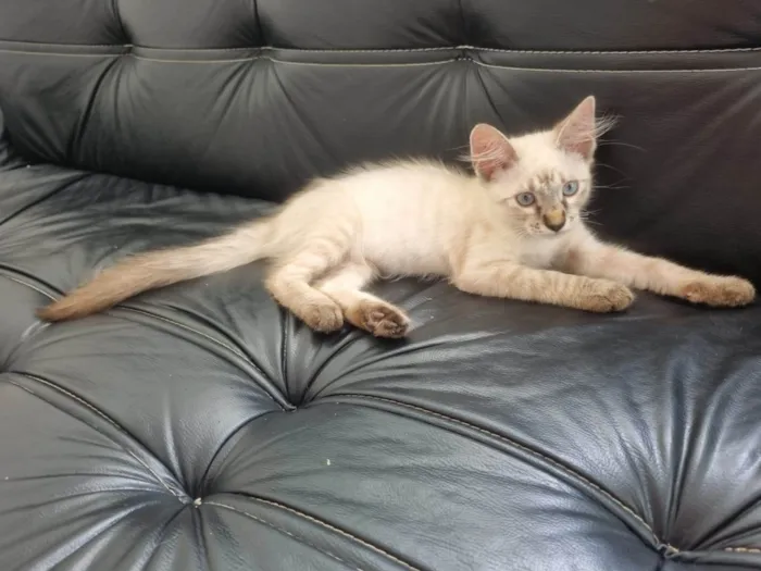 Gato ra a Srd idade 2 a 6 meses nome Duquesa