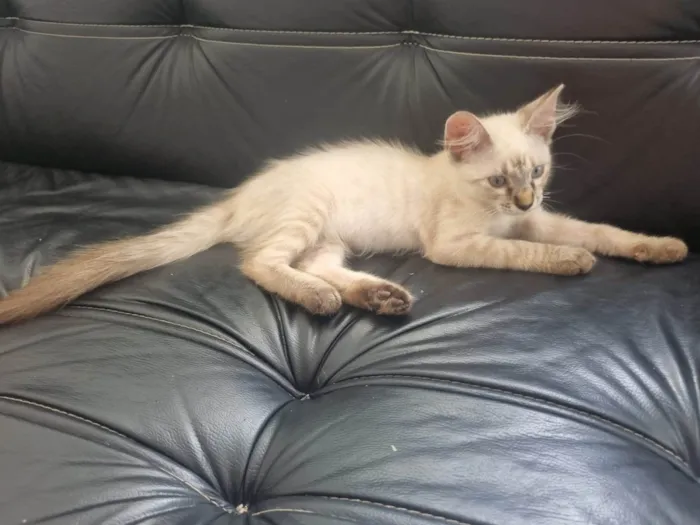 Gato ra a Srd idade 2 a 6 meses nome Duquesa