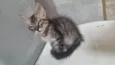 Monty