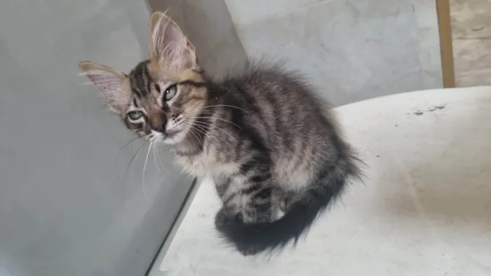 Gato ra a Srd idade 2 a 6 meses nome Monty