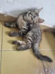 Monty