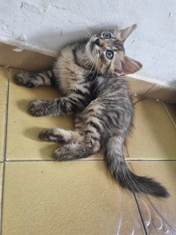 Gato ra a Srd idade 2 a 6 meses nome Monty