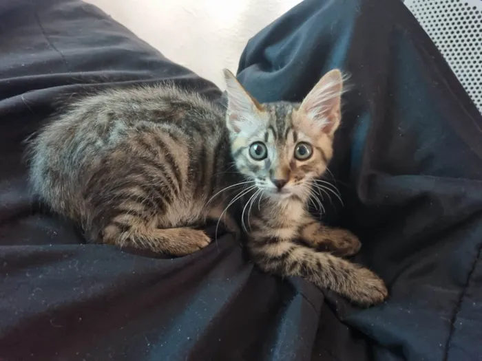 Gato ra a Srd idade 2 a 6 meses nome Monty