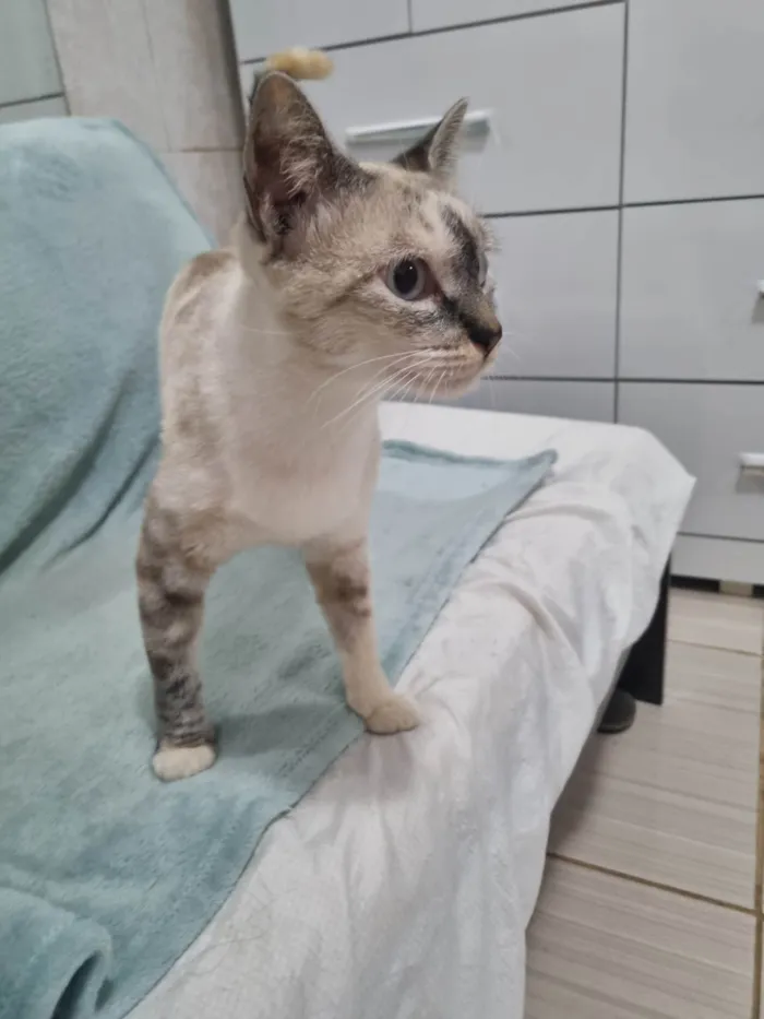 Gato ra a SRD-ViraLata idade 1 ano nome Princesa