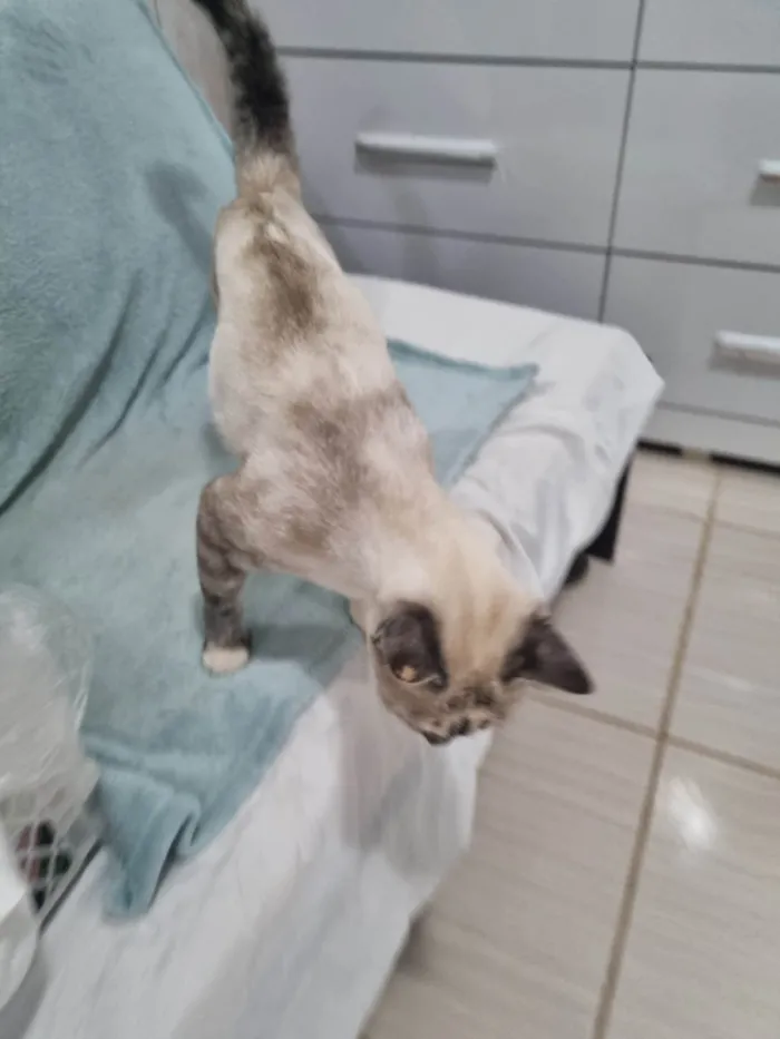 Gato ra a SRD-ViraLata idade 1 ano nome Princesa