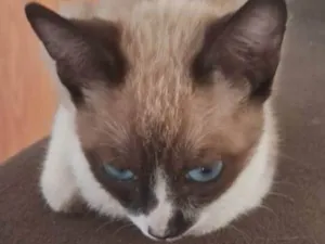 Gato raça SRD-ViraLata idade 2 a 6 meses nome Nina