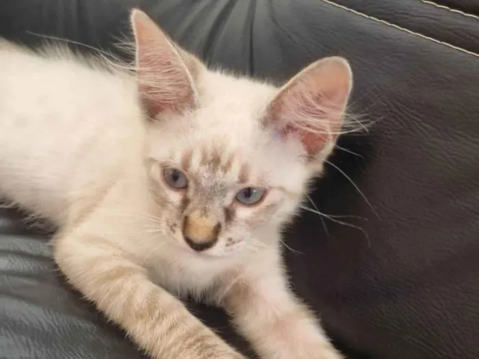 Gato ra a Srd idade 2 a 6 meses nome Duquesa