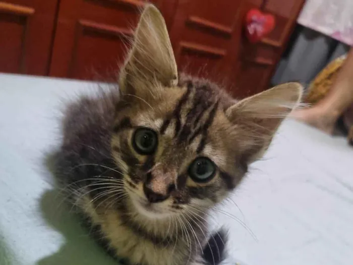 Gato ra a Srd idade 2 a 6 meses nome Monty