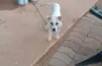 Pingo
