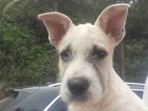 Cachorro raça SRD-ViraLata idade 2 a 6 meses nome Pingo
