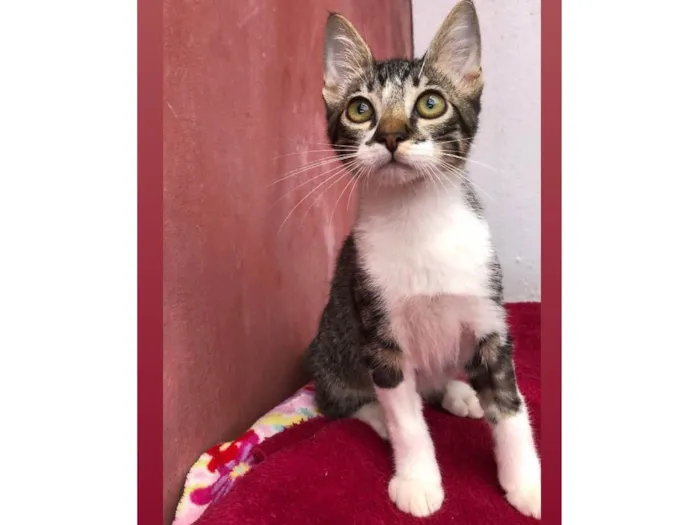 Gato ra a SRD-ViraLata idade 2 a 6 meses nome Filhote Tiger