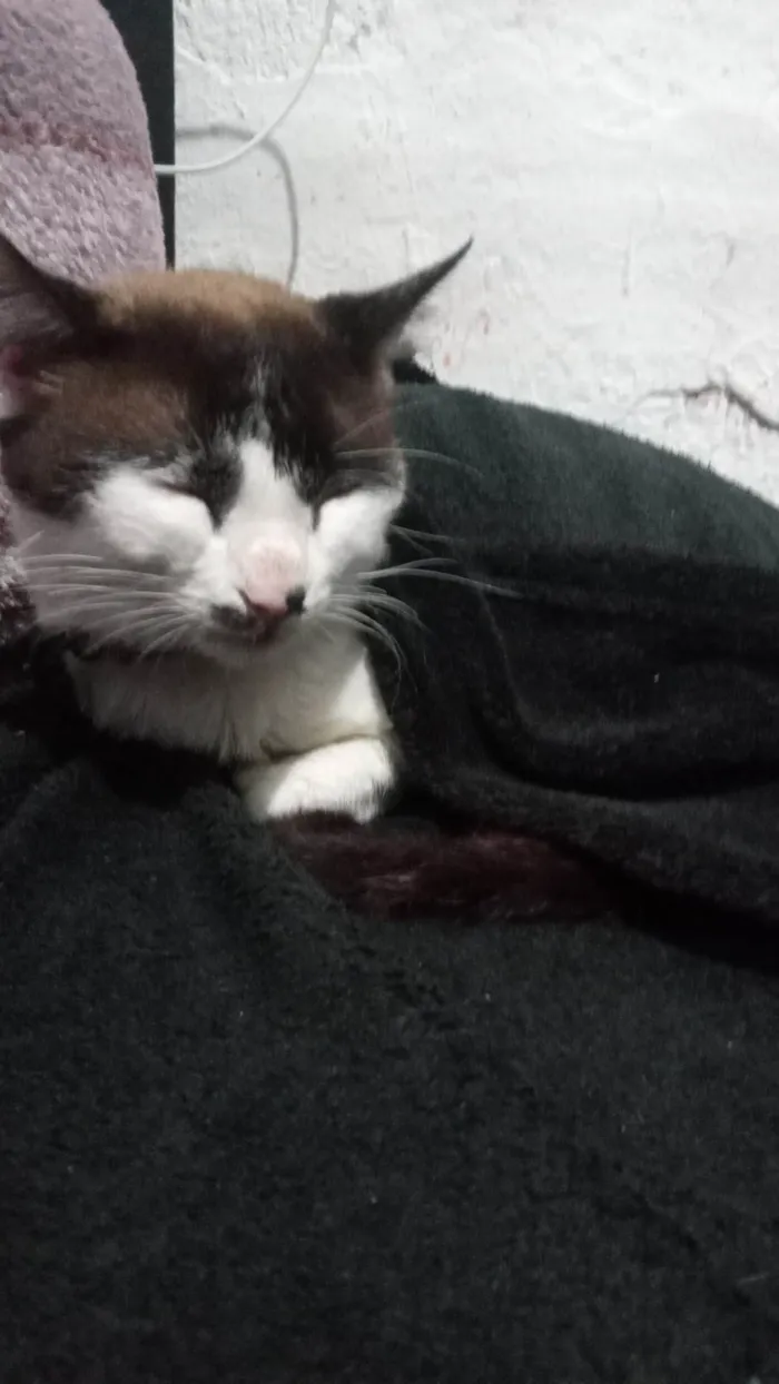 Gato ra a Srd idade 2 anos nome Nao tem nome 