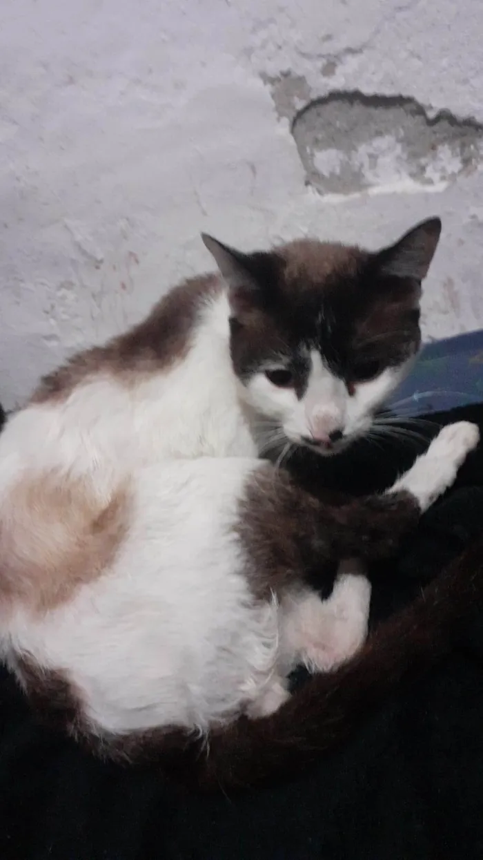 Gato ra a Srd idade 2 anos nome Nao tem nome 