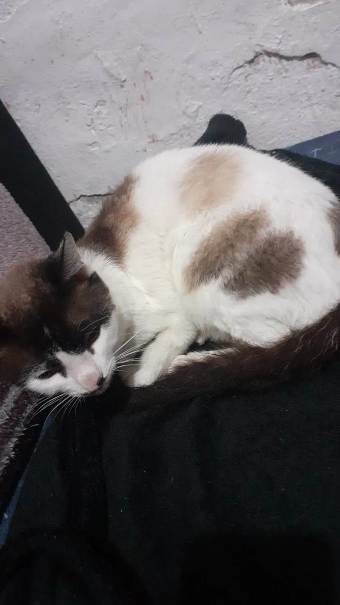 Gato ra a Srd idade 2 anos nome Nao tem nome 